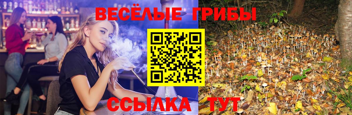 Псилоцибиновые грибы Psilocybe Искитим